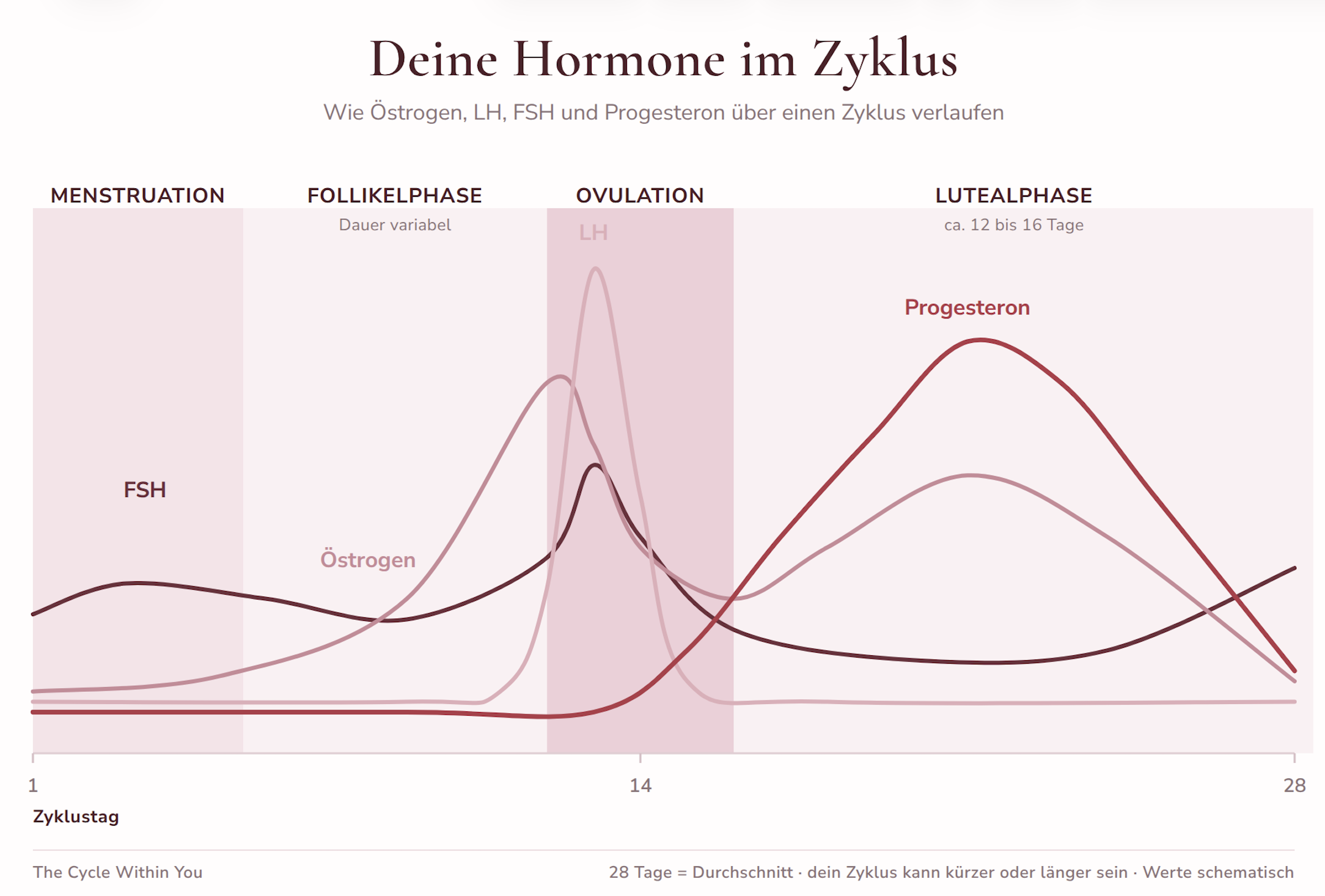 Hormonverlauf über deinen Zyklus